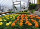 album/20250529natubana/20250529_01_thumb.jpg