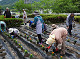 album/20250529natubana/20250529_06_thumb.jpg